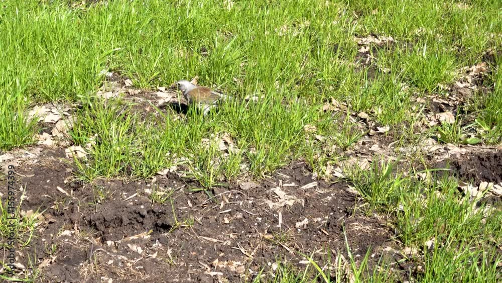 A bird on the green grass. 4k real time video A bird on the green grass. 4k real time video