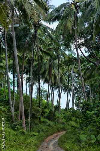 Fototapeta Naklejka Na Ścianę i Meble -  Road in the jungle