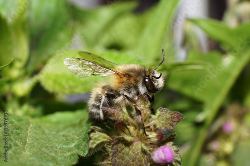 Macro view of a fluffy, brown Caucasian bee Anthophora on a nettle photo