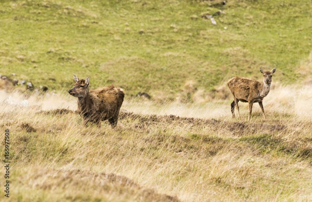 Scotland - Isle of Rum - Red Deer Scotland - Isle of Rum - Red Deer