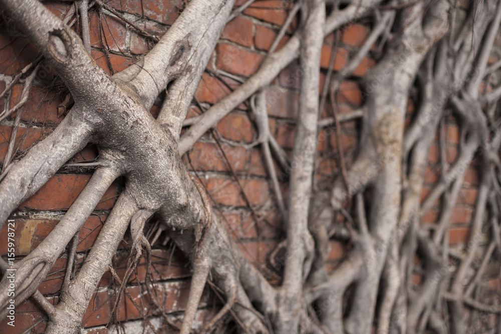 Branches and Brick Wall 