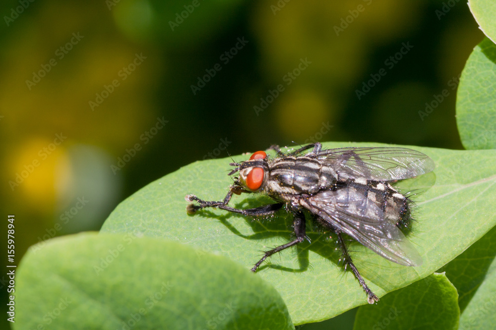 insect fly sitting on green leaf close-up insect fly sitting on green leaf close-up