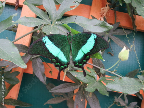 Papilo palinurus Emerald Swallowtail photo