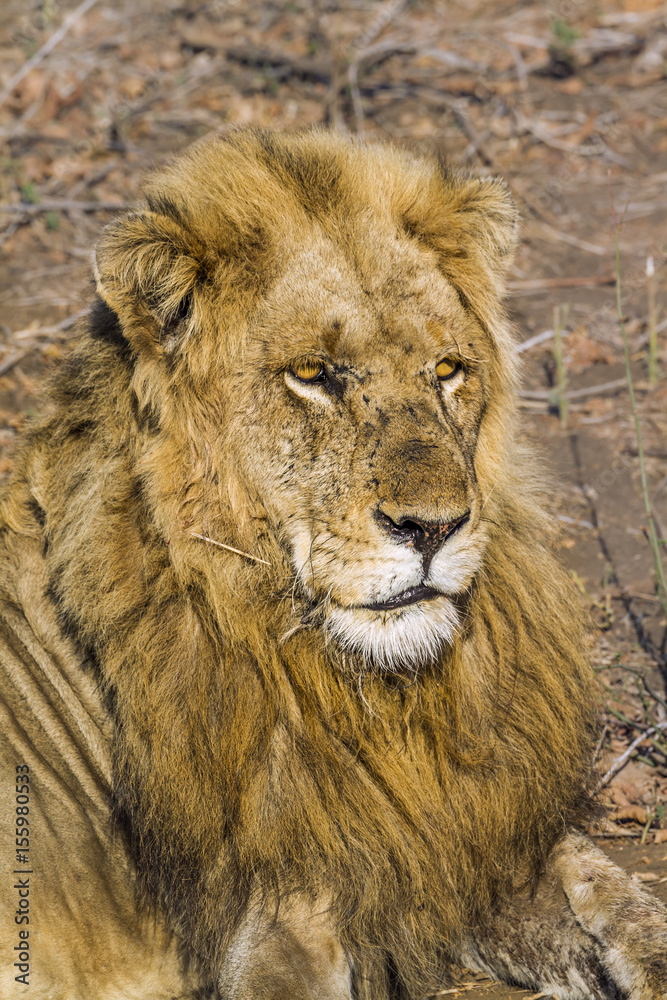 African lion in Kruger National park, South Africa African lion in Kruger National park, South Africa