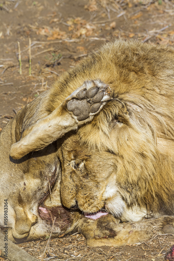 Fototapeta premium African lion in Kruger National park, South Africa