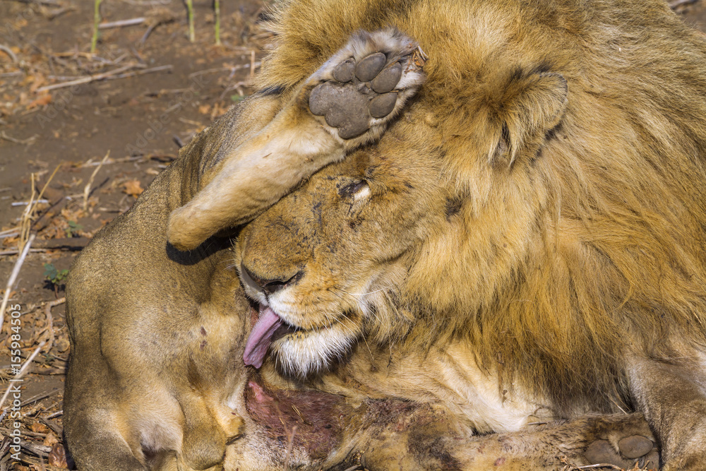 Naklejka premium African lion in Kruger National park, South Africa