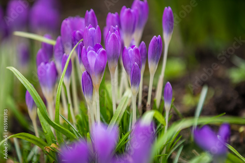 Purple Crocus and Snowdrops