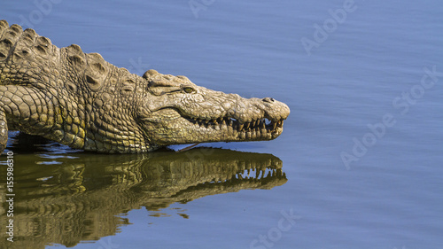 Nile crocodile in Kruger National park  South Africa