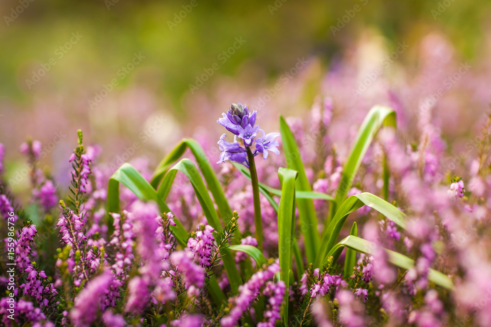 Fototapeta premium Single Campanula rapunculoides bud
