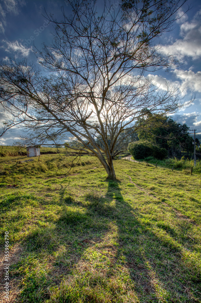Great tree in countryside field - Wide angle back light - HDR High Dynamic Range Great tree in countryside field - Wide angle back light - HDR High Dynamic Range