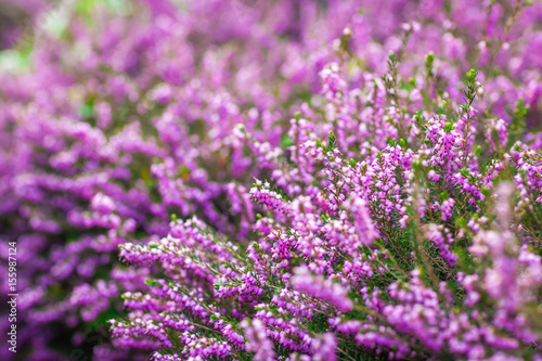 Purple Loosestrife flowers
