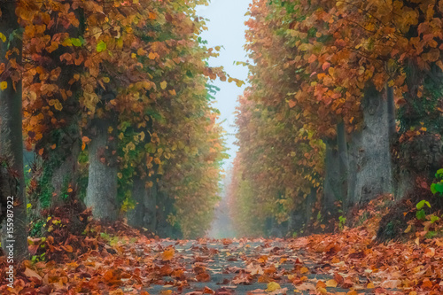 Pathway in a park  in autumn