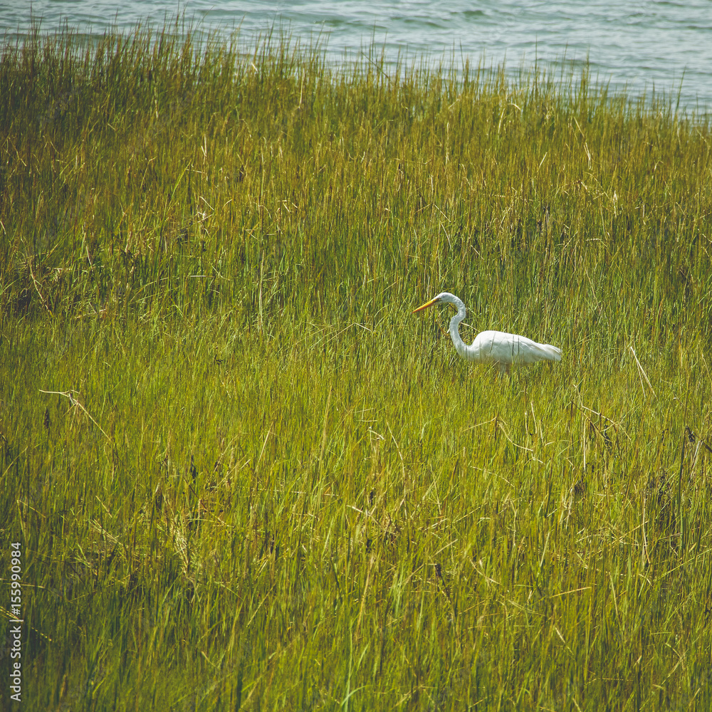 Obraz premium Sea bird in the tall marsh grass.