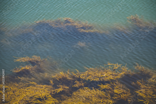 Seaweed under the surface of the water, nature background.