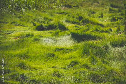 Marsh Grass nature background