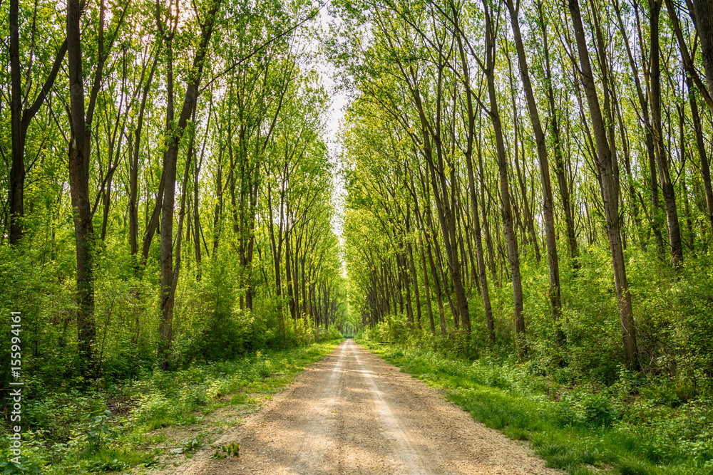 Naklejka premium Tree alley at spring