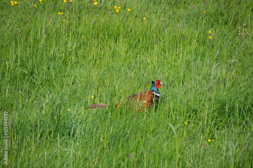 Pheasant In The Grass.
