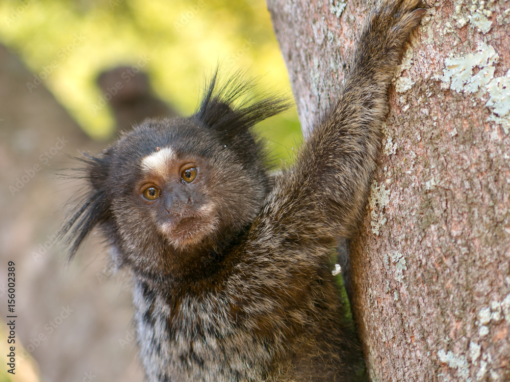 Naklejka premium Marmoset portrait