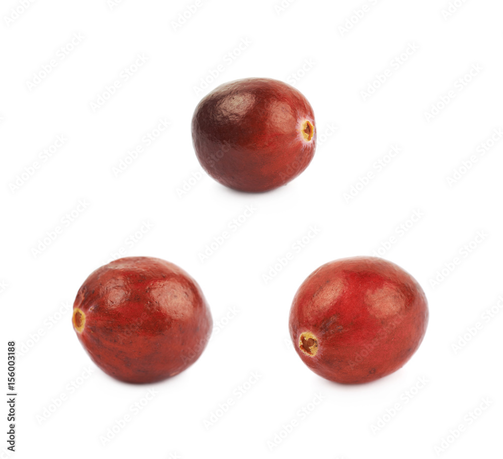 Single ripe cranberry isolated Single ripe cranberry isolated