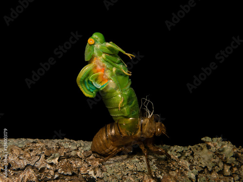 Molting Cicada photo