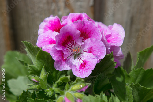 Martha Washington Geranium