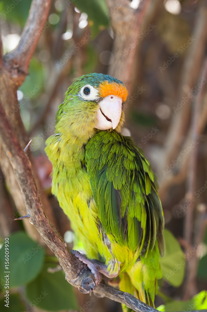 Obraz premium Orange Fronted Parakeet Sitting on a Branch