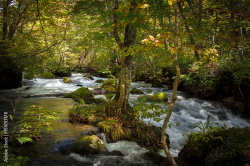 Fototapeta Naklejka Na Ścianę i Meble -  Idyllic nature of Oirase Gorge, Aomori, Japan