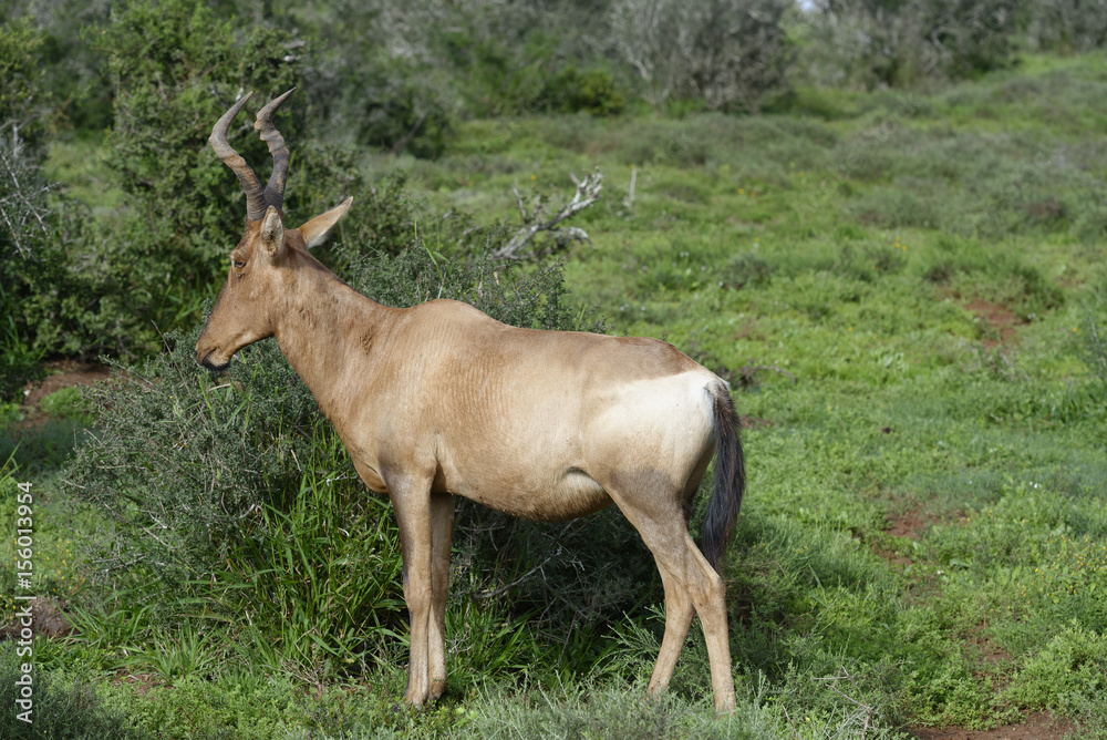 Red Hartebeest foraging, Addo Elephant National Park