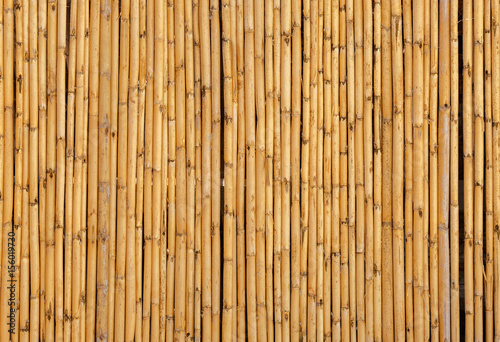 A wall of bamboo shoots