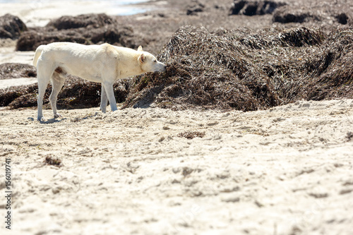 Fototapeta Naklejka Na Ścianę i Meble -  A stray dog sniffs algae