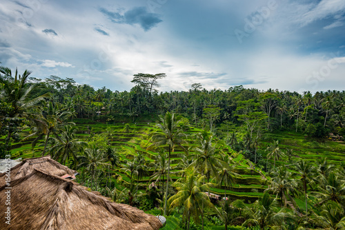 Ubud- pole ryżowe 