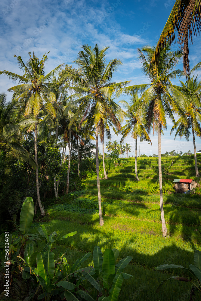 Obraz premium pola ryżowe ubud na tle palm