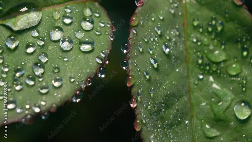 Close up of a Green leaf in nature
Close up of a Green leaf in nature