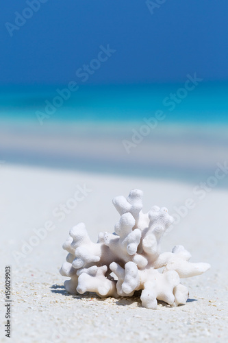 White coral on sandy Maldives beach