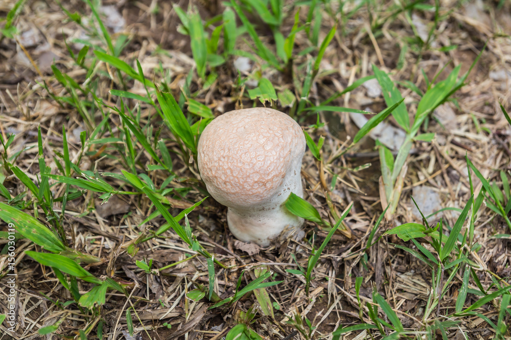 mushroom mushroom