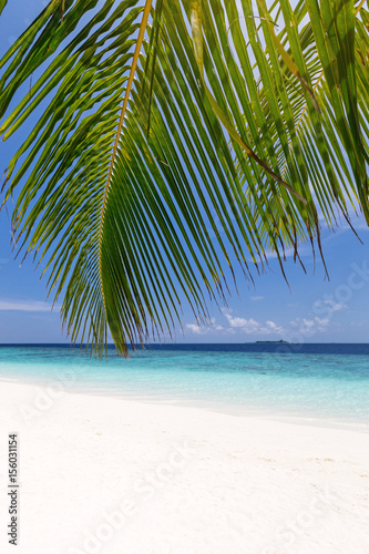 Fototapeta Naklejka Na Ścianę i Meble -  Tropical pristine beach with coconut palms