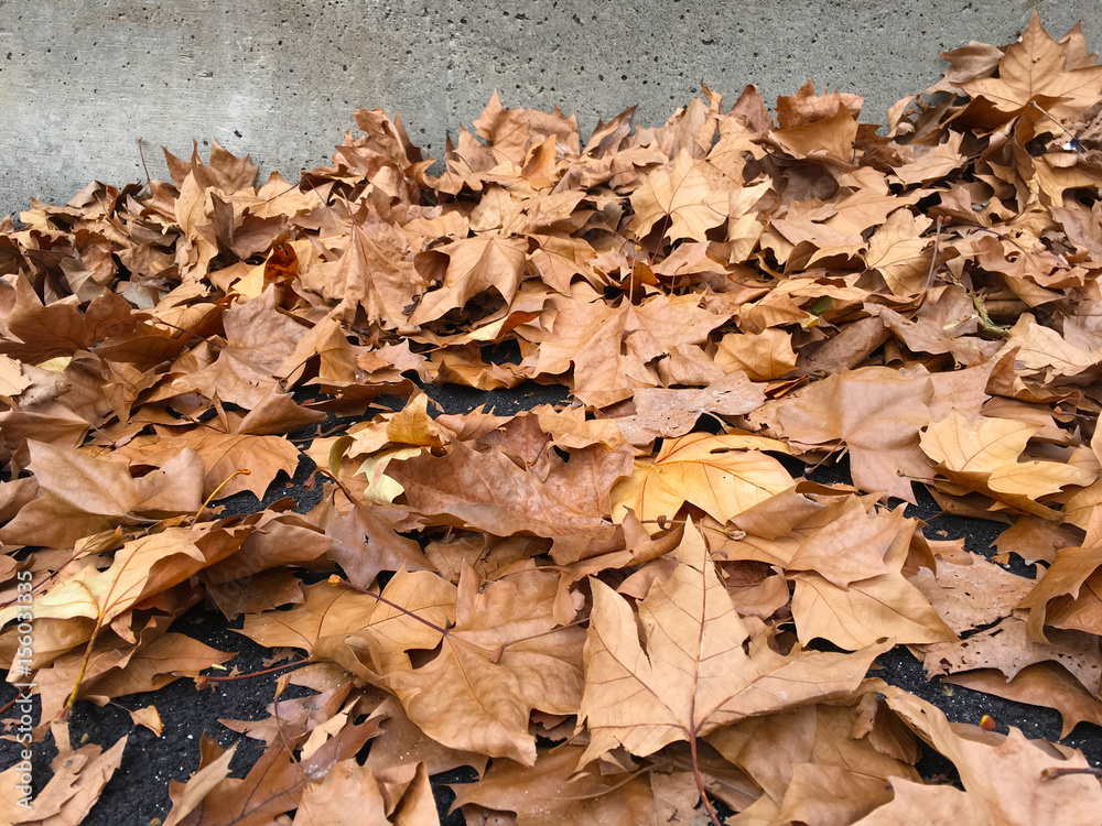 Dry autumn leaves of London planetree lies in the street against concrete wall Dry autumn leaves of London planetree lies in the street against concrete wall