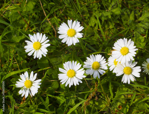 Daisies