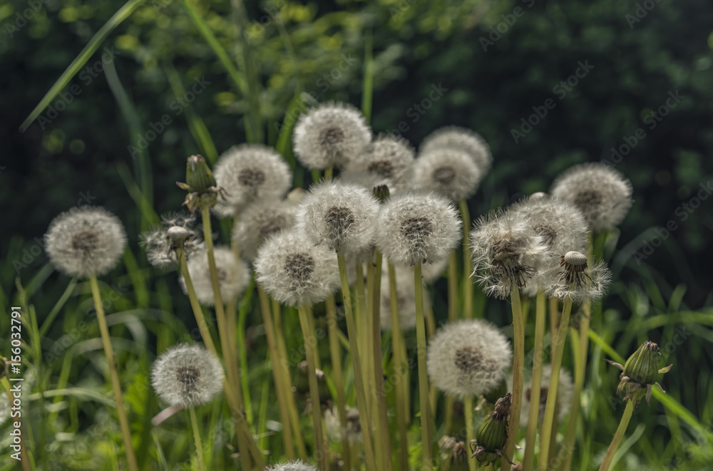 Dandelions in green grass in spring day Dandelions in green grass in spring day