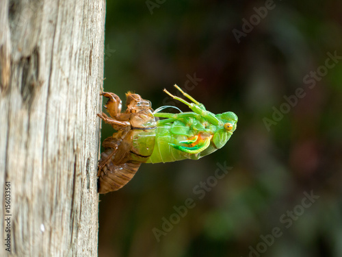 Photos Molting Cicada