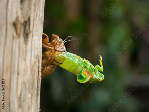 Obraz na plátne Molting Cicada