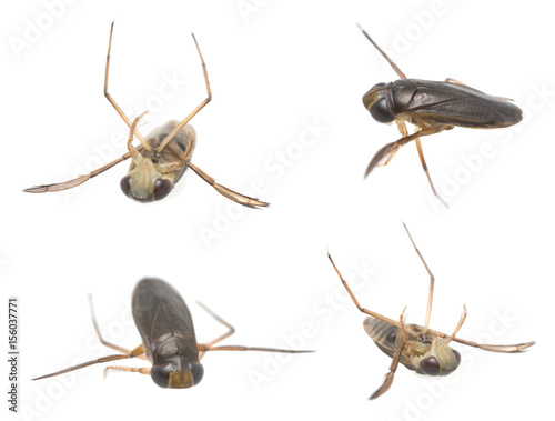 Water boatman, Corixidae isolated on white background photo