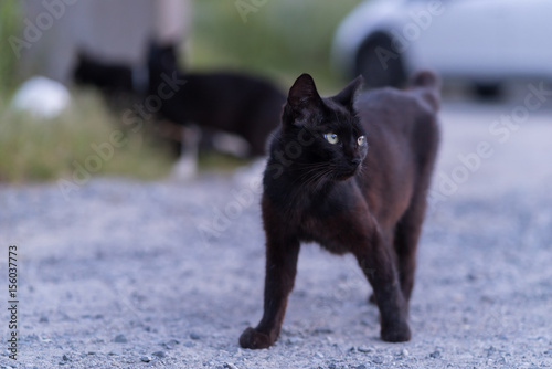 モデルのようなたたずまいの黒猫