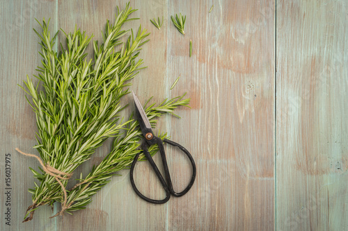 Rosemary for planting with scissors on wooden table