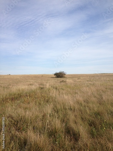 Isolated bush in prairie field