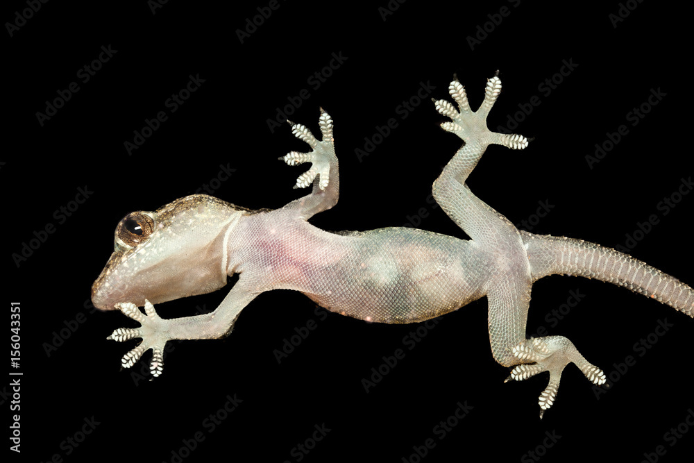 Naklejka premium Gecko seen from below in black background