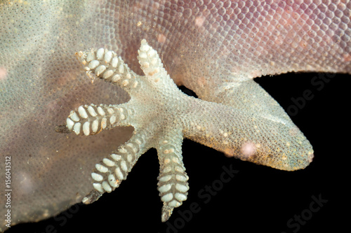 Gecko leg seen from below in black background photo