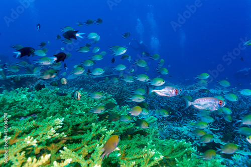 Tropical Fishes near Colorful Coral Reef © Rostislav Ageev
