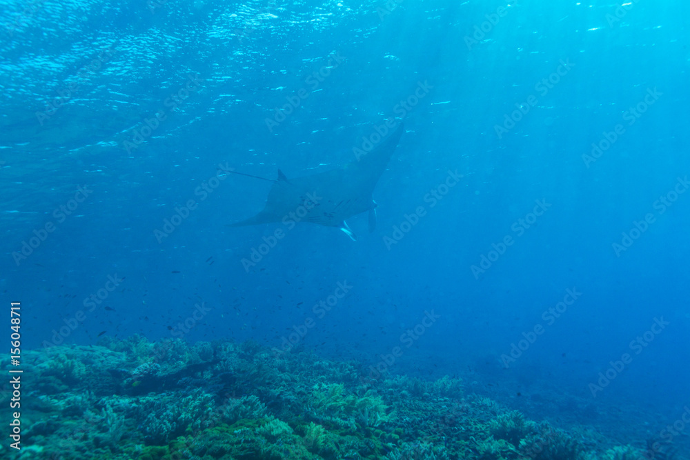 Fototapeta premium Manta Ray with Sun Rays near Sea Surface
