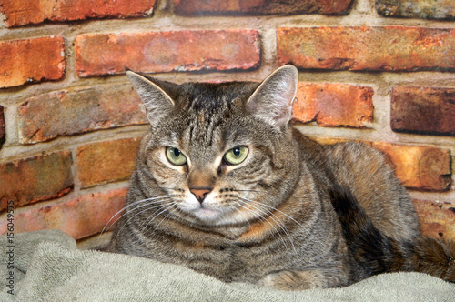 Chubby tabby cat laying in bed next to brick wall background looking to viewers left with skeptical expression